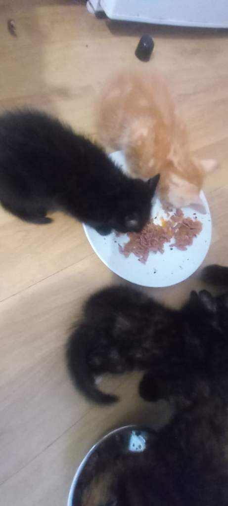these little furballs are ready to find there forever homes 