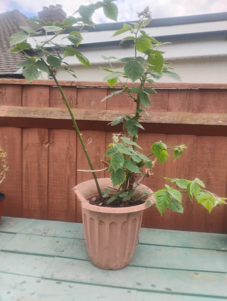 1 x Mature THORNLESS BLACKBERRY  PLANT in large pot £18