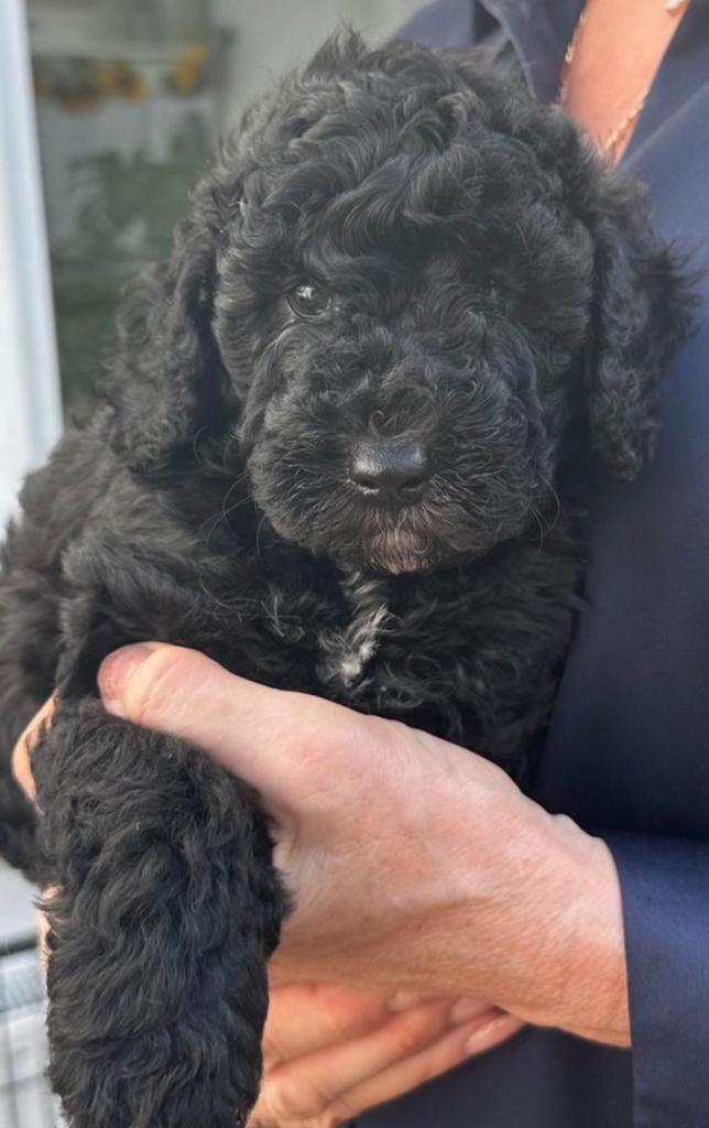 Beautiful Cavapoo puppy 