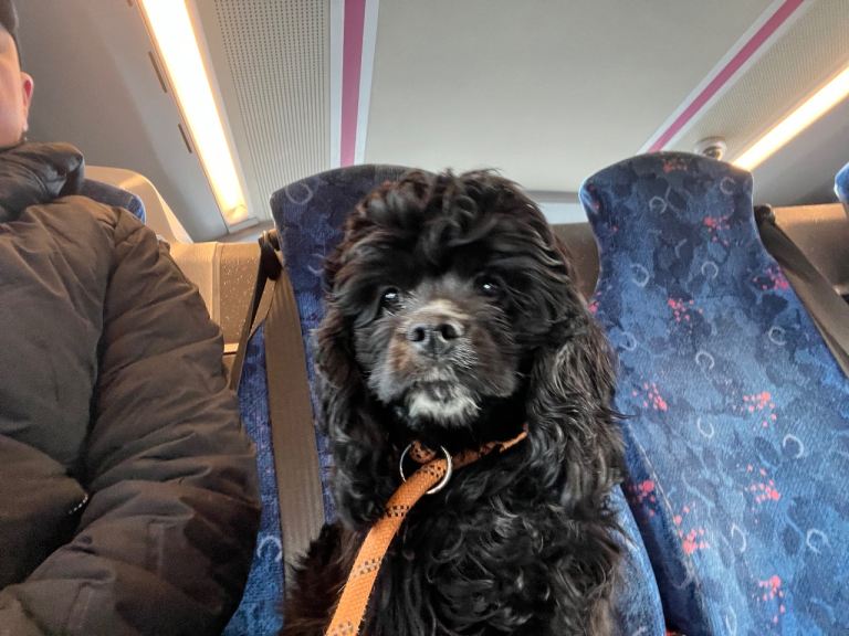 American cocker spaniel pups 