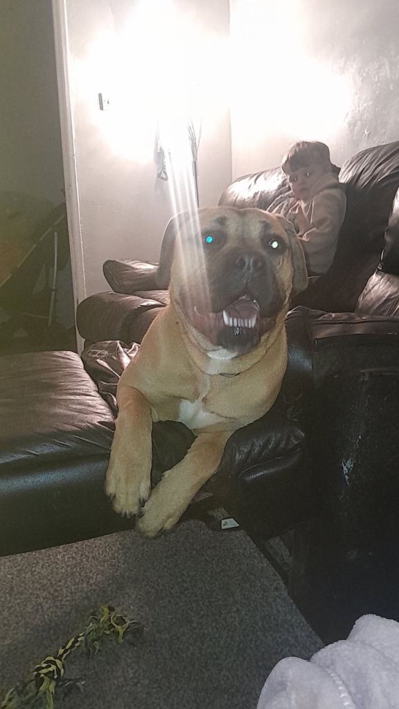 Cane corso female puppy 