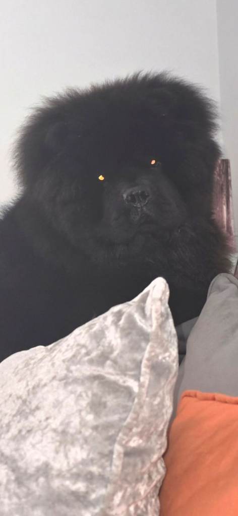 9 month old chow chow male