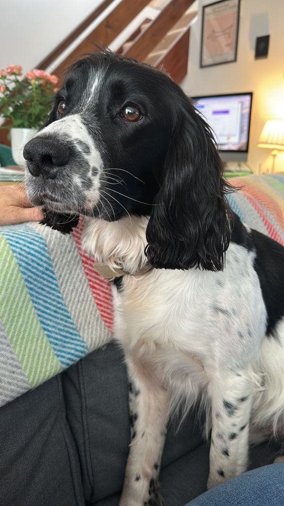 Male English Springer Spaniel 4 YO
