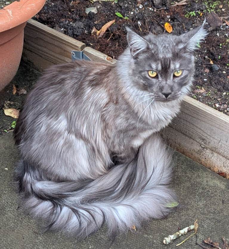 Maine Coone Pedigree Male