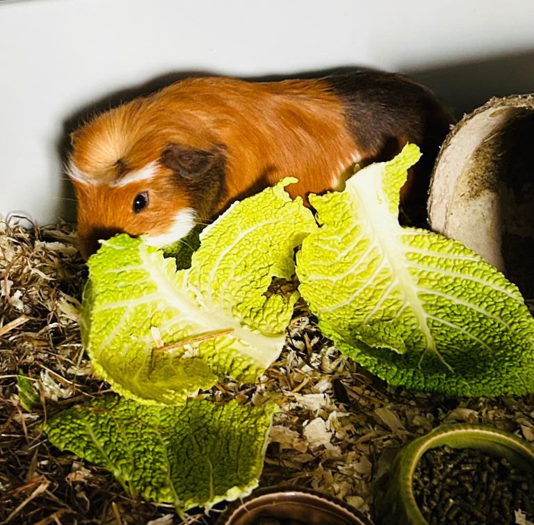 2 fluffy baby Male guinea pigs & full set up 