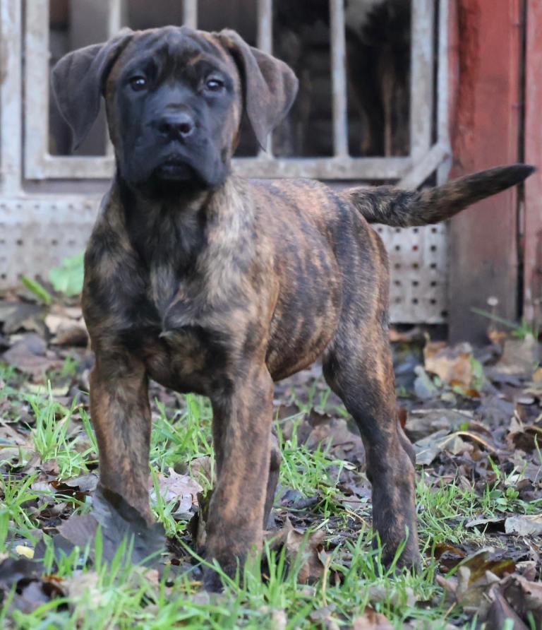 Female presa canario 
