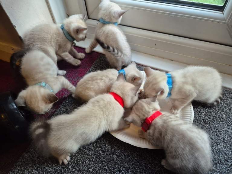 Bengal Kittens