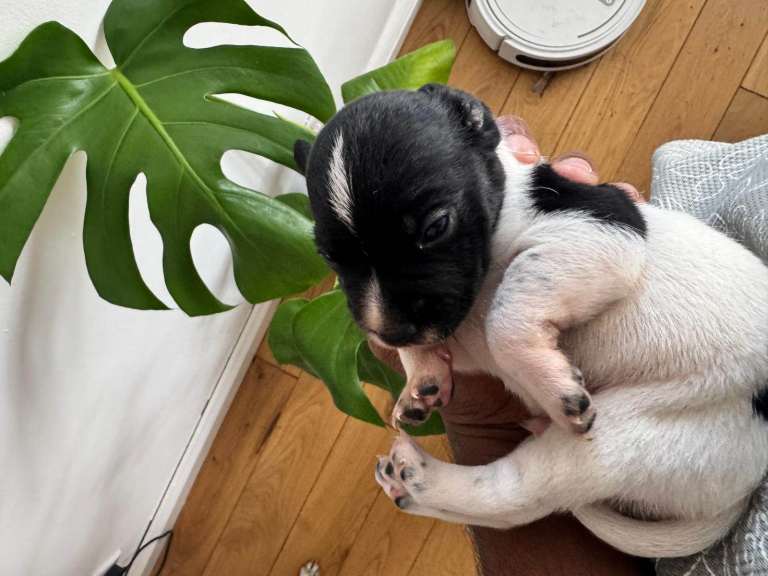 2 Jack russell x cocker spaniel puppies