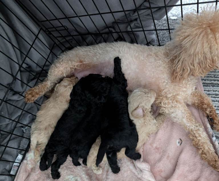 Miniature poodle puppys 