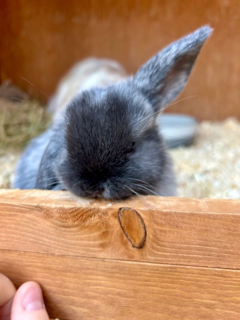 Mini lop bunny for sale 