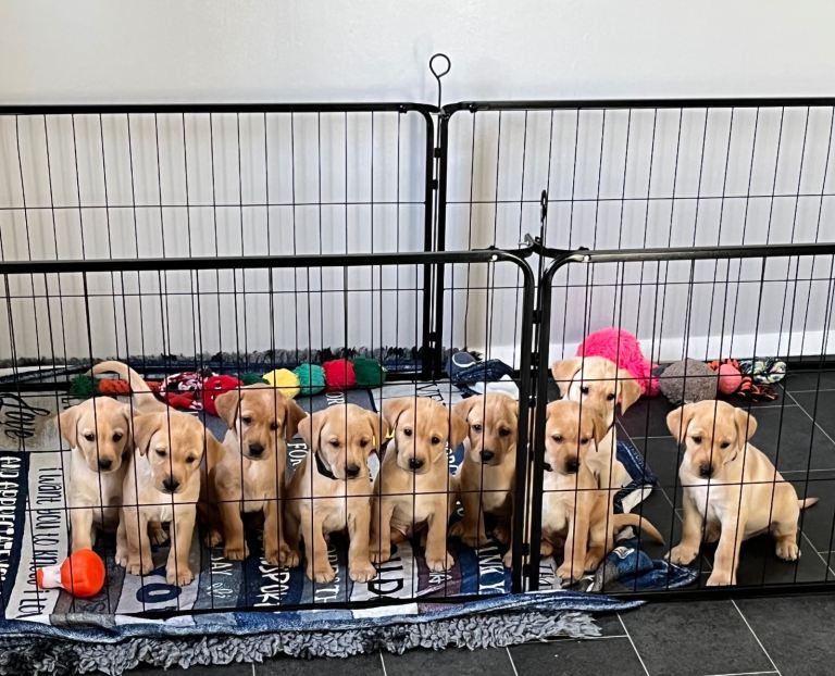 Labrador Retriever Puppies – 7 Boys 🐾