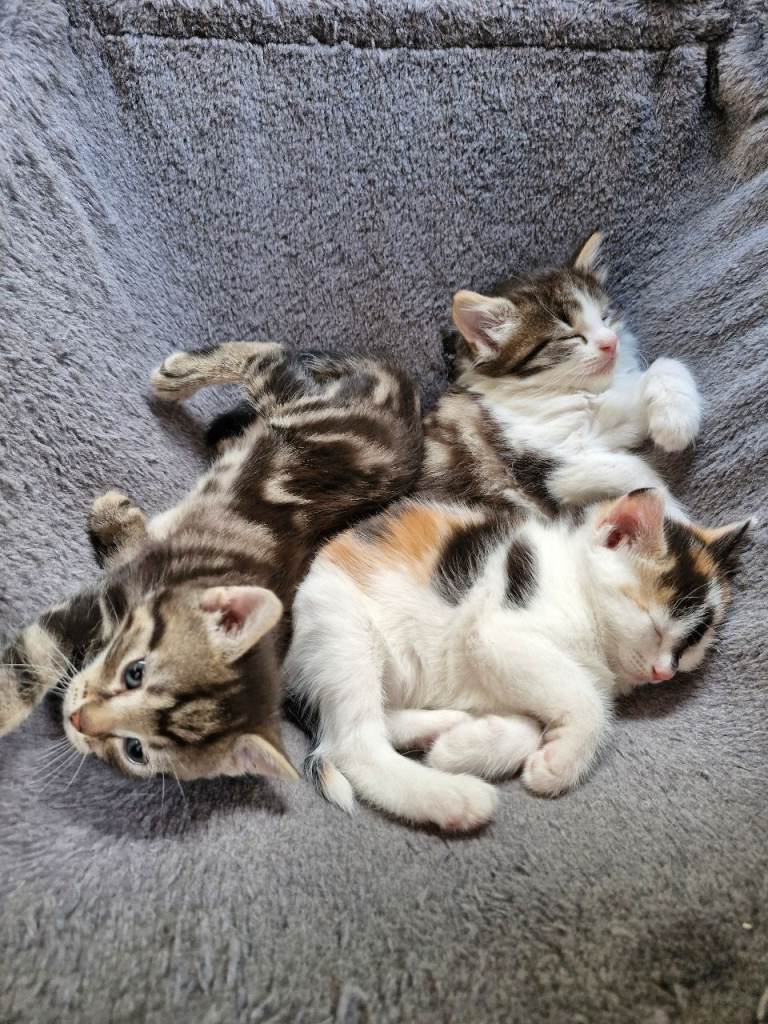 Cute kittens for salle.