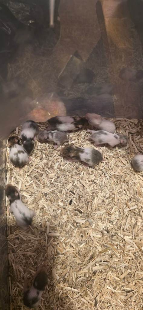 12 baby Syrian Hamsters 