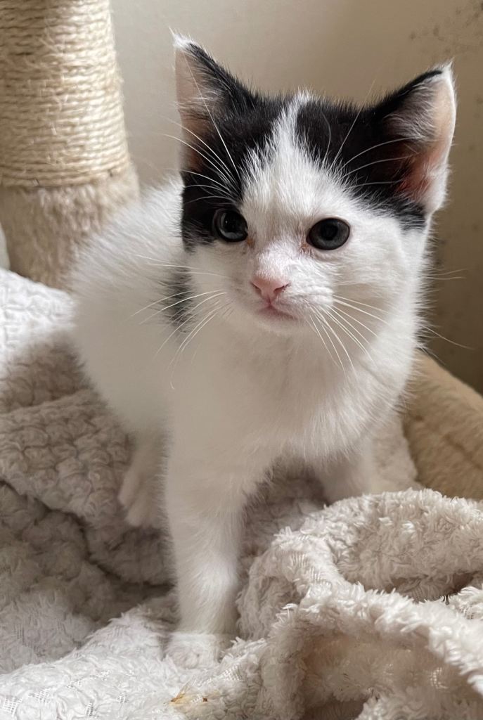 LITTER OF 4 kittens /NOW ALL SOLD