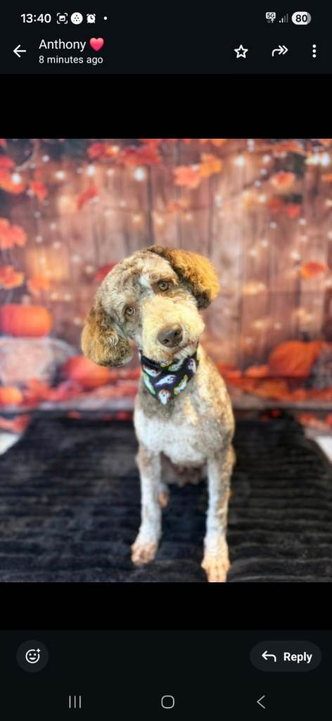 Gorgeous girl poodle 