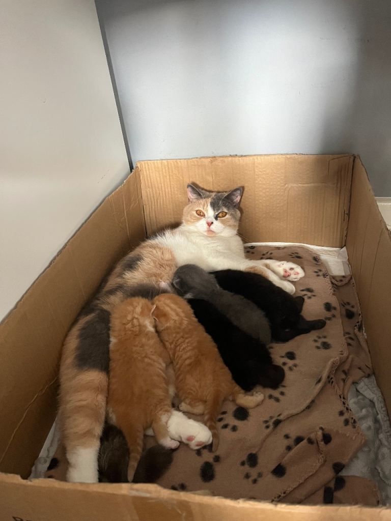X2half black British shorthair kittens for sale 
