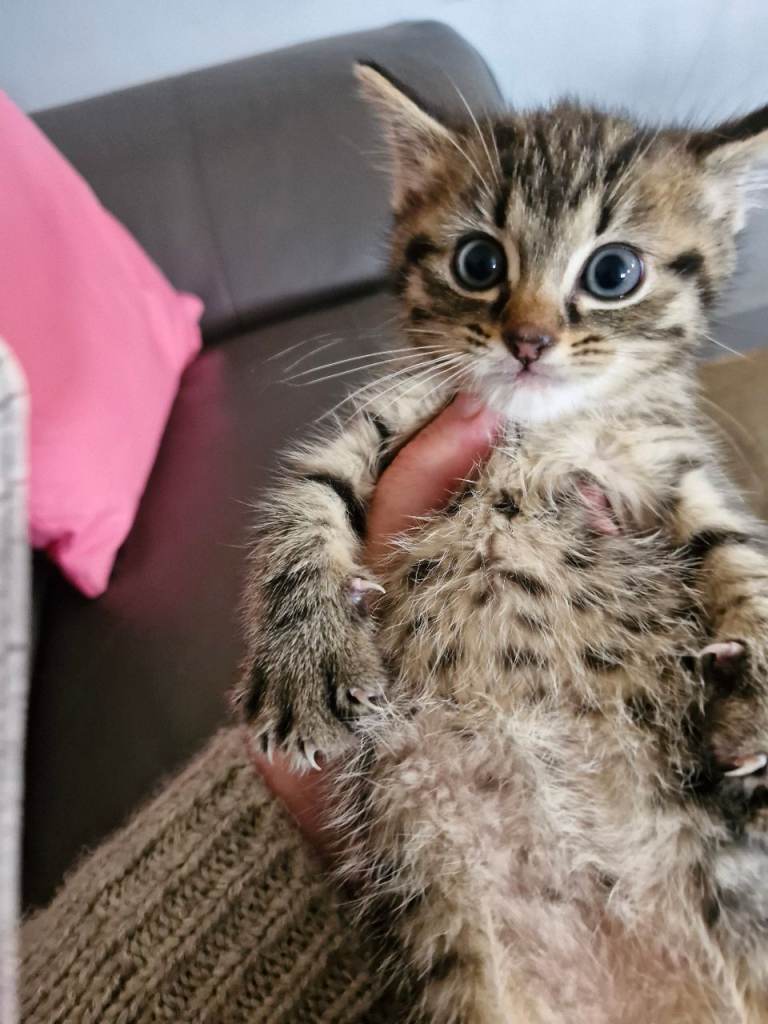 Male tabby kitten