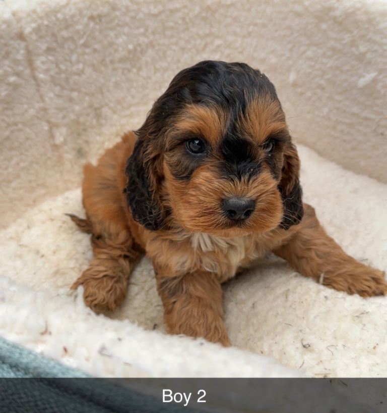 Rare sable F1 cockapoo puppies 