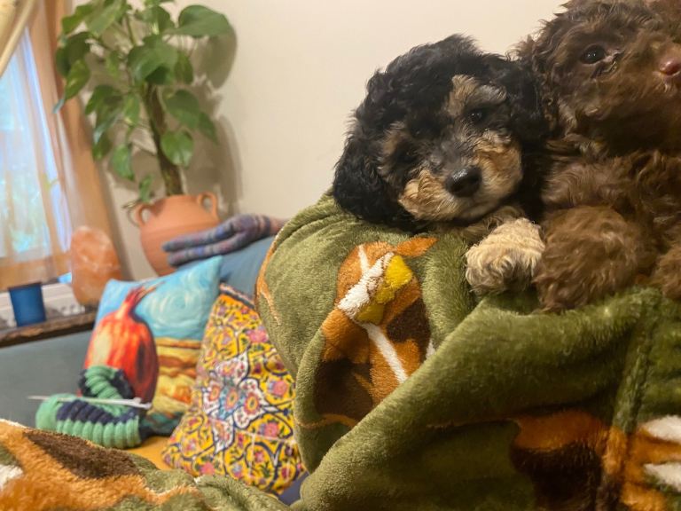 Toy poodle puppies