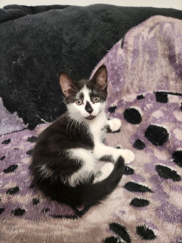 Adorable 9-Week-Old Kittens Looking for Loving Homes