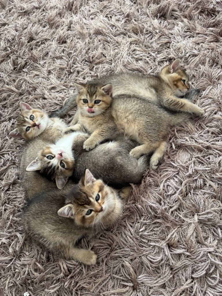 🐱 Beautiful British Shorthair Kittens Looking for Their Forever Homes 🐱