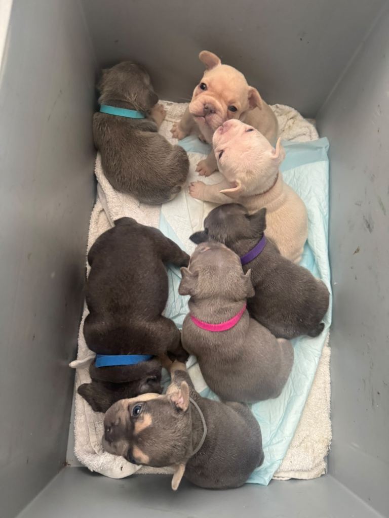 French bulldog full pedigree kennel club. 