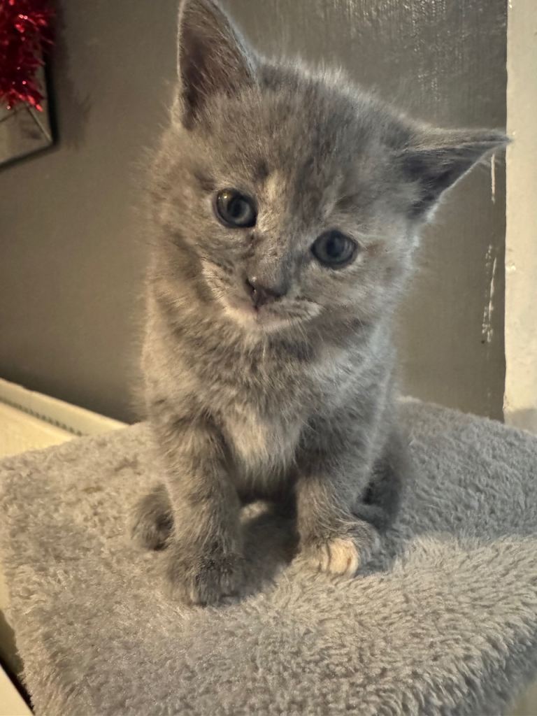 6 week old mixed female bengal kitten 