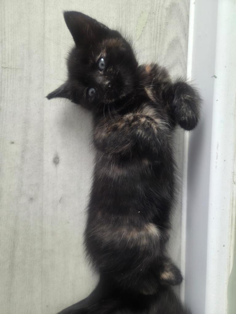 cute marble kitten for sale