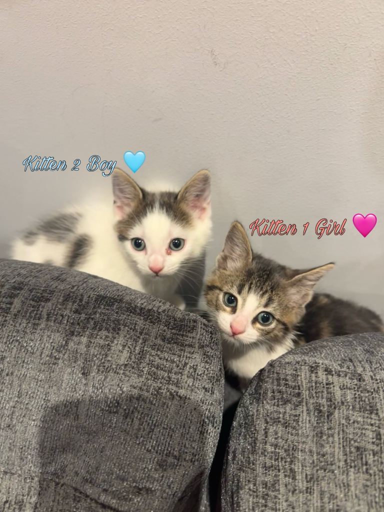Adorable Kittens Looking for loving home!🩷🩵