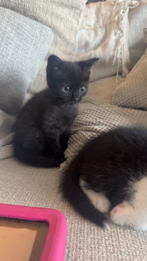 Ready to Leave Kittens 