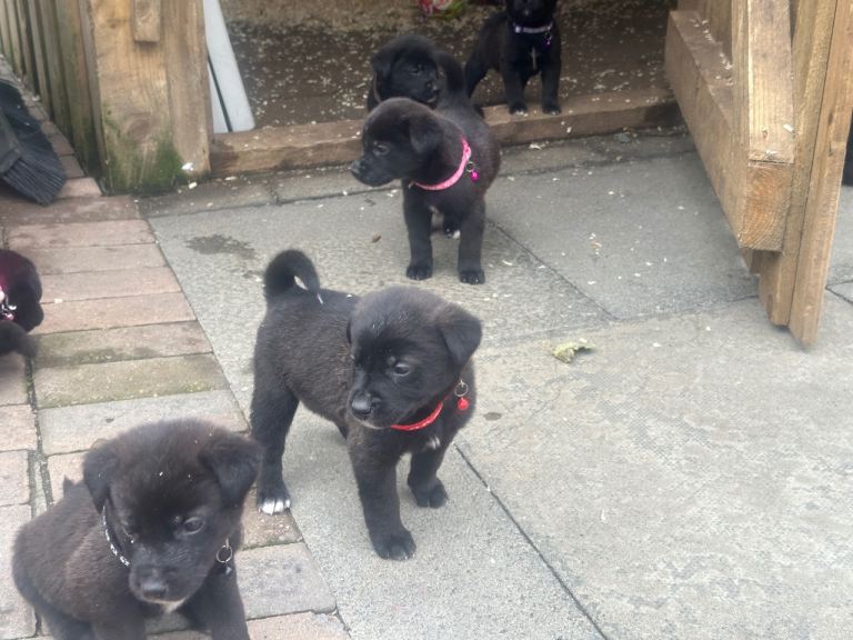 Labrakita puppies 