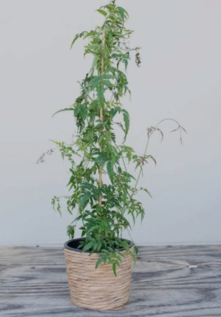 Scented Jasmine 🌿🌸