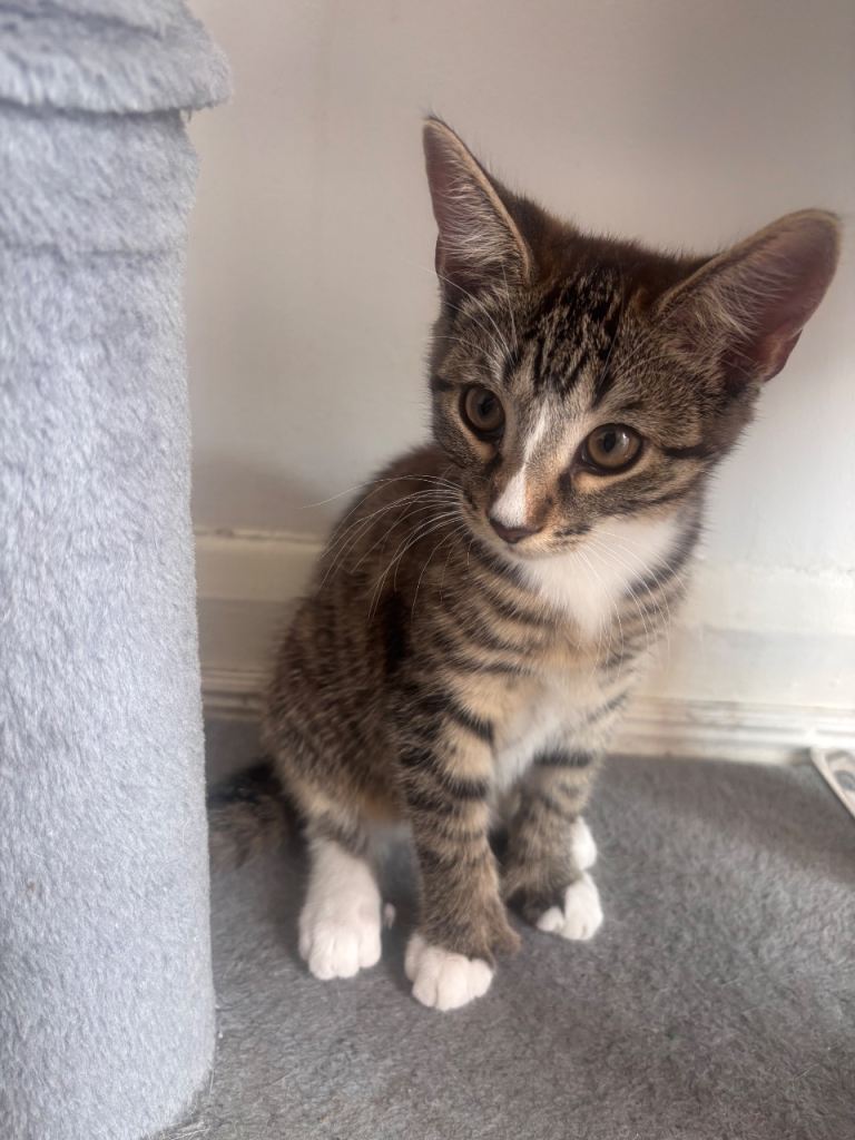 Kittens 1 boy left 