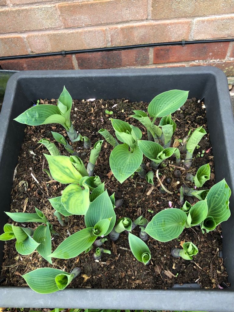 Large Pot of Hosta Plants