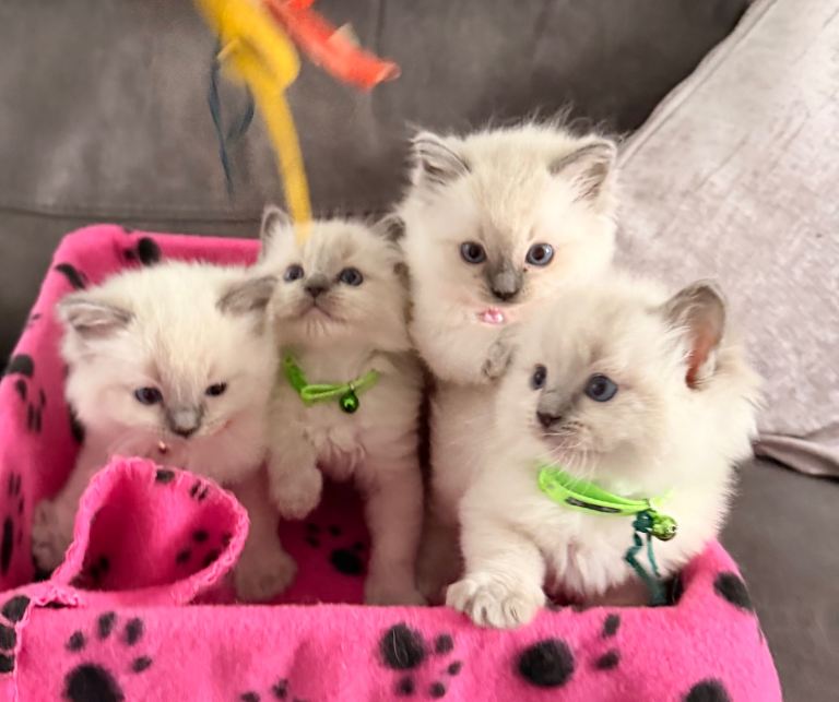 🐾💕 purebred ragdoll kittens for sale 🐾💙