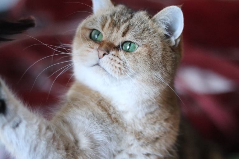 🌟 Stunning Golden Queen TICA ACTIVE Registered 🌟