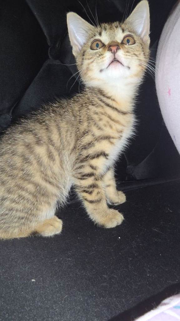 Gorgeous Male tabby