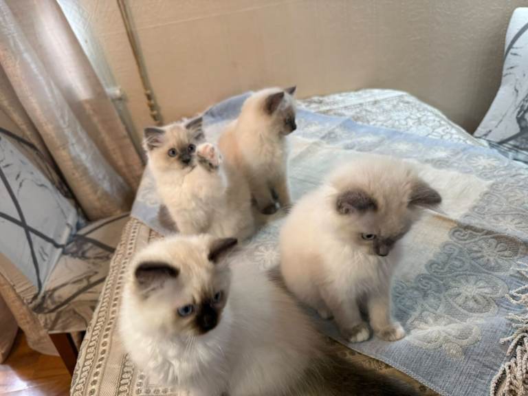 Four Ragdoll mix persian kittens