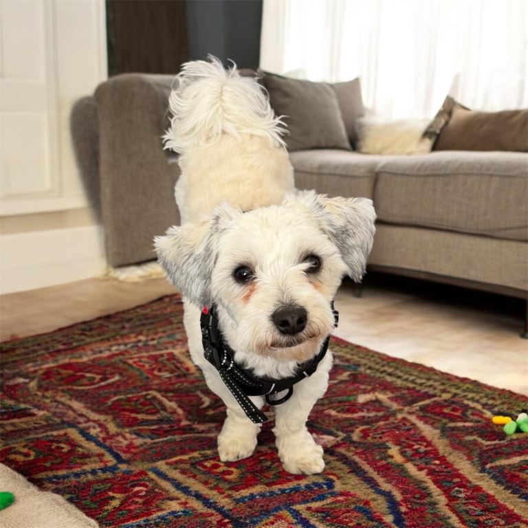 Beautiful bichon for sale