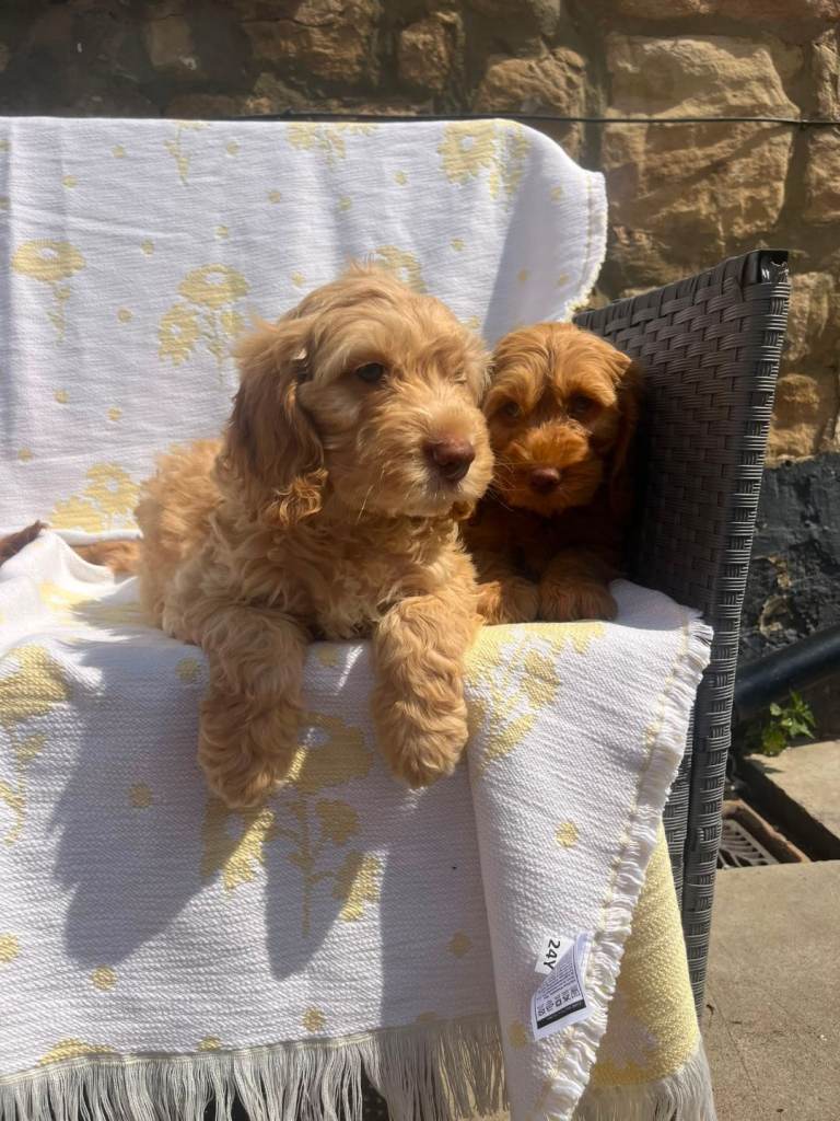 Cockerpoo puppies 