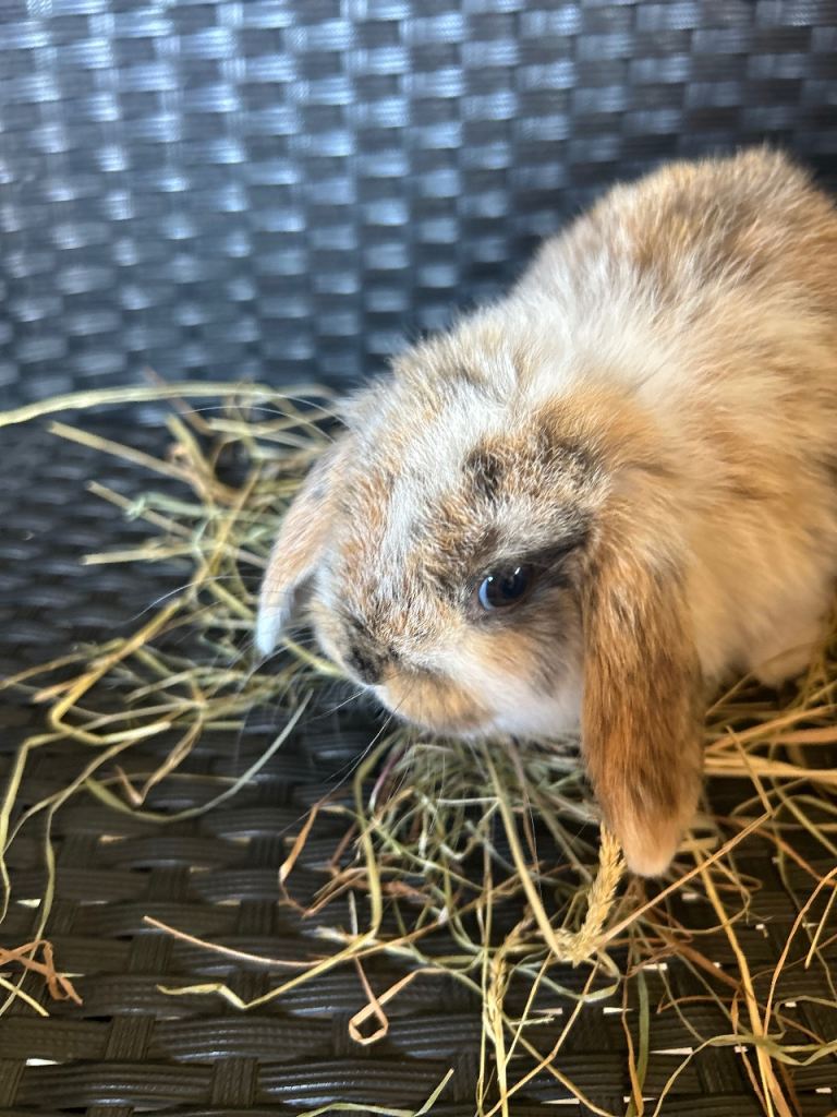 Pure bred Mini lop babies ready to reserve