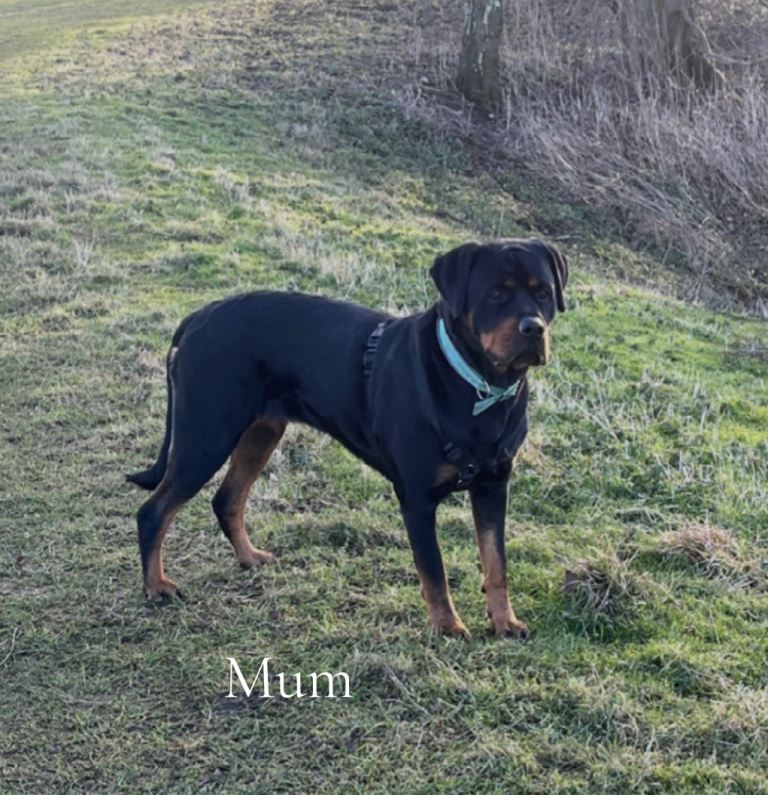 -Beautiful Rottweiler puppies (Burton on Trent)