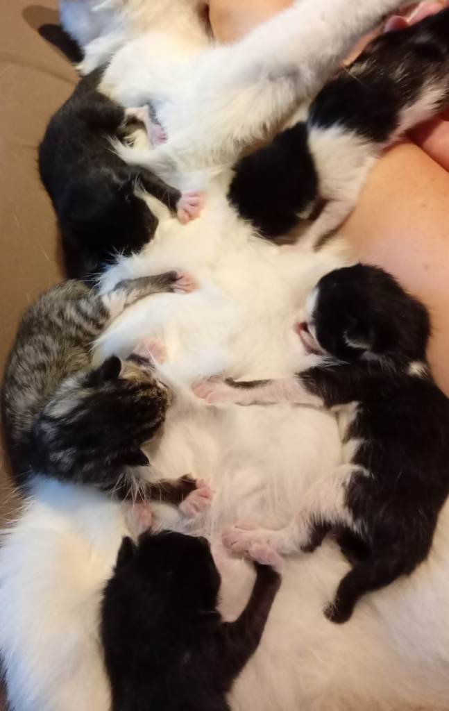 Adorable Kittens – Coming Soon