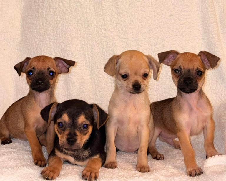 Chihuahua Puppies
