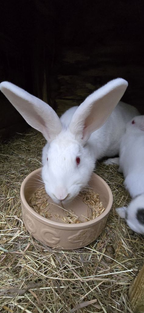 Rabbits New Zealand cross Continental 