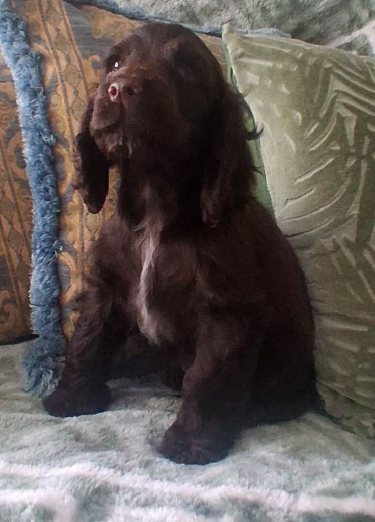 Beautiful KC Reg Showtype Cocker Spaniel puppies