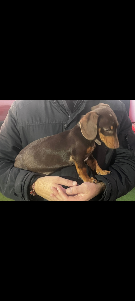 image for 4 Month Old Dachshund