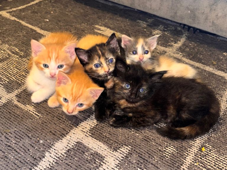 4 Beautiful Kittens Looking For Forever Homes