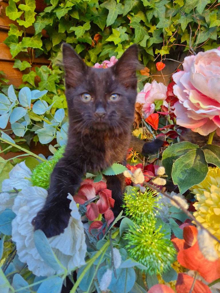 Female kittens