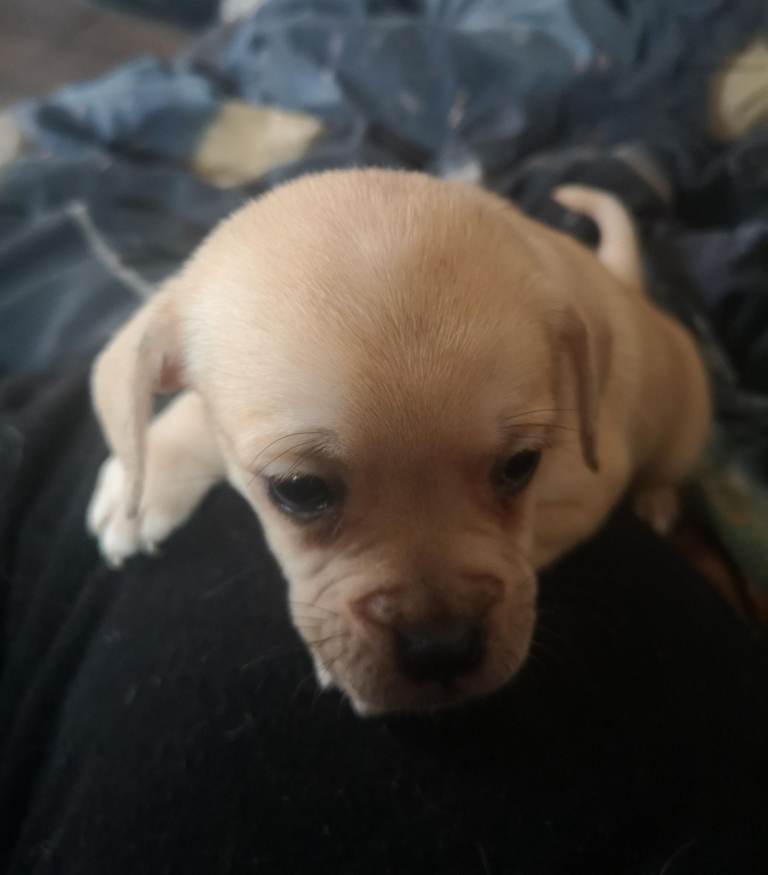  1 girl puppie